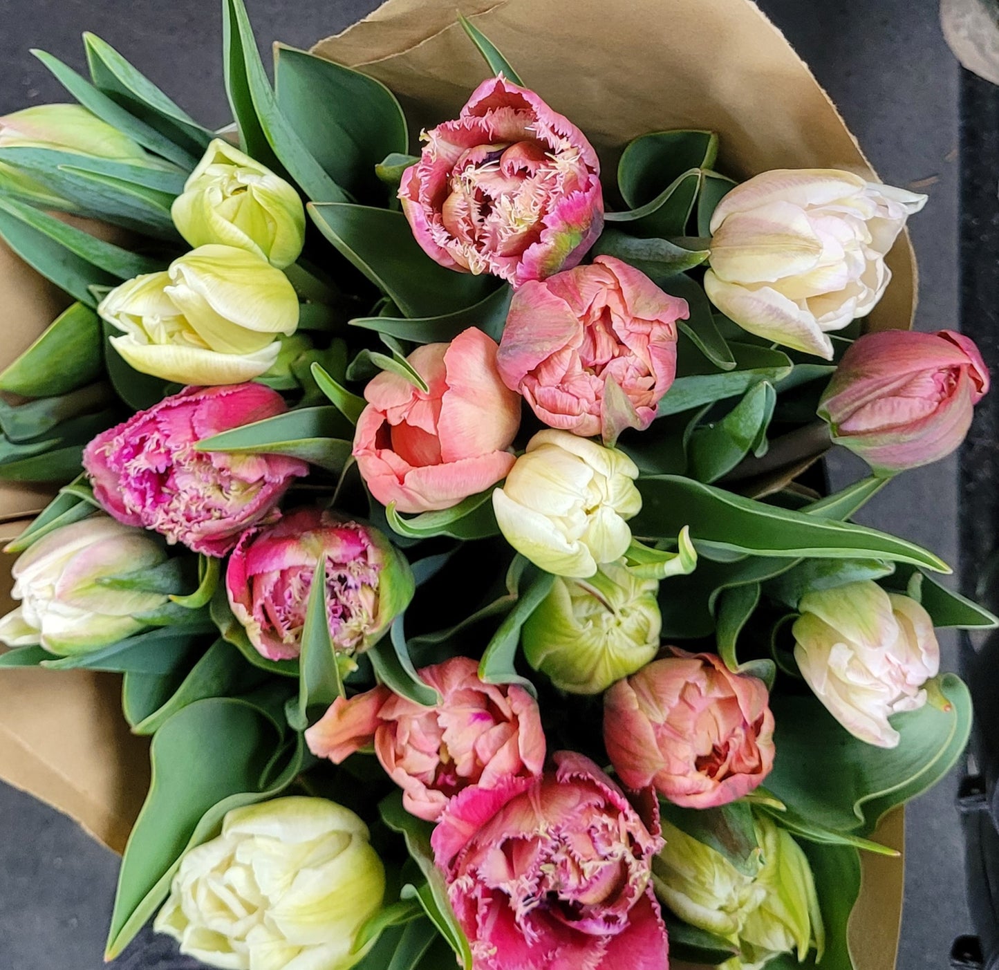 Specialty Tulip Subscription