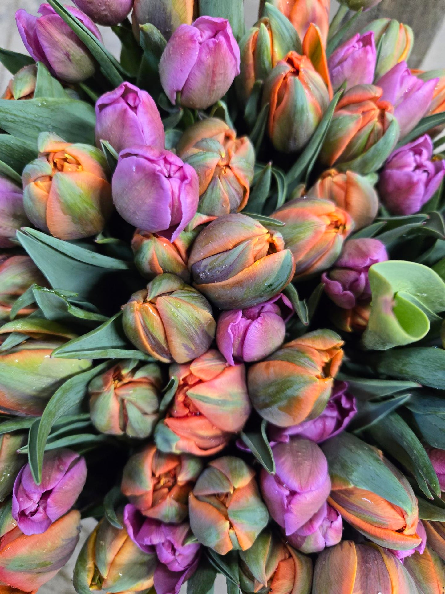 Specialty Tulips