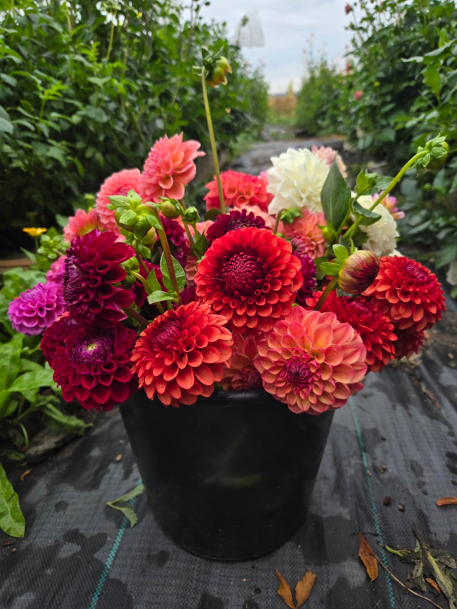 Bi-Weekly, Delivery – Little Flower Ranch