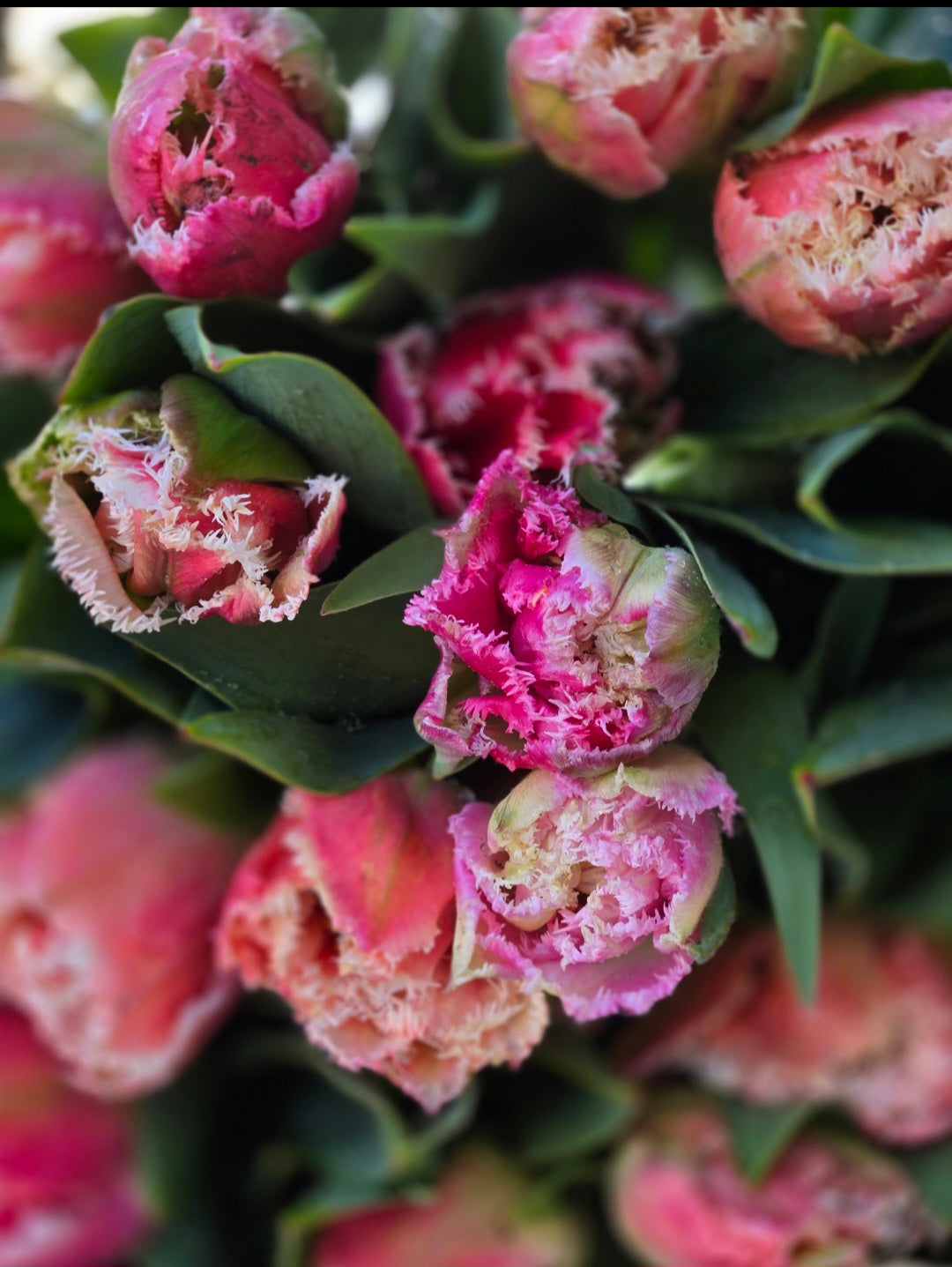 Specialty Tulips – Little Flower Ranch