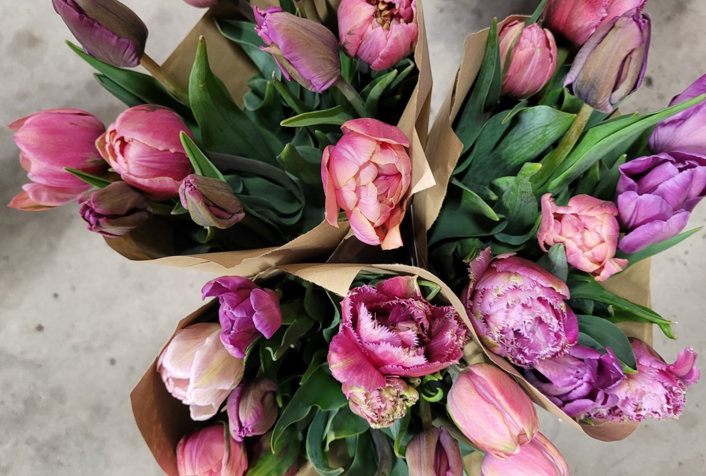 Specialty Tulip Subscription